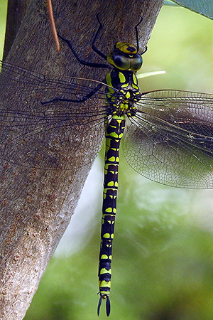 Aeshna cyanea